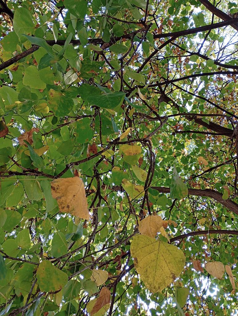 gjlh80's tweet image. Hojas de #Colorin
#OtoñoPresente 
#LunesDeHojas de @LuzStellaCaRo 
#PaseosDeTaxqueñaCdMx