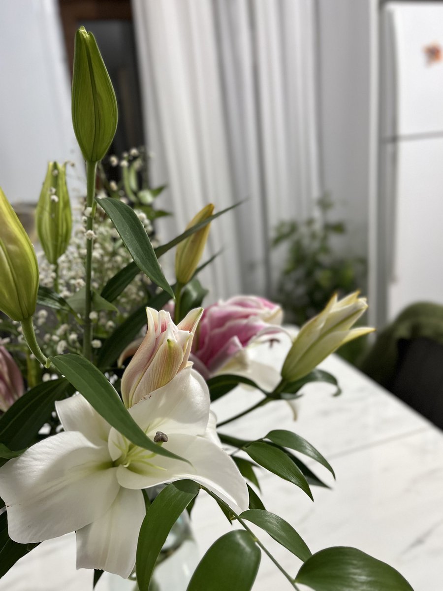 Lilyum Çiçeği &gt; Bütün çiçekler 🫠🙂‍↔️