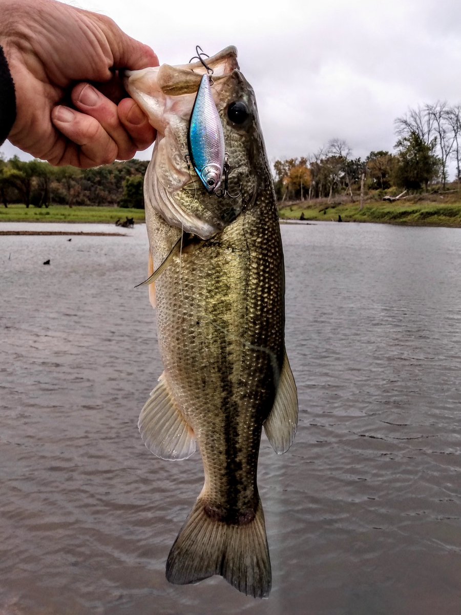 “With baitfish migrating to the backs of creeks, the bass are following. Burning the LV 500 in MS MJ Herring on gravel bars can guarantee some quality strikes.”-Jim W. Harding #LV500 #MSMJHerring #LuckyCraft #LuckyCraftUSA