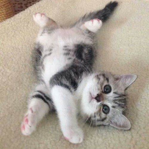 Cute Cats 🐱 (@cutecats_____) on Twitter photo 