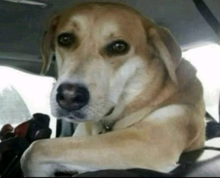 saleh #GTAVI tweet media