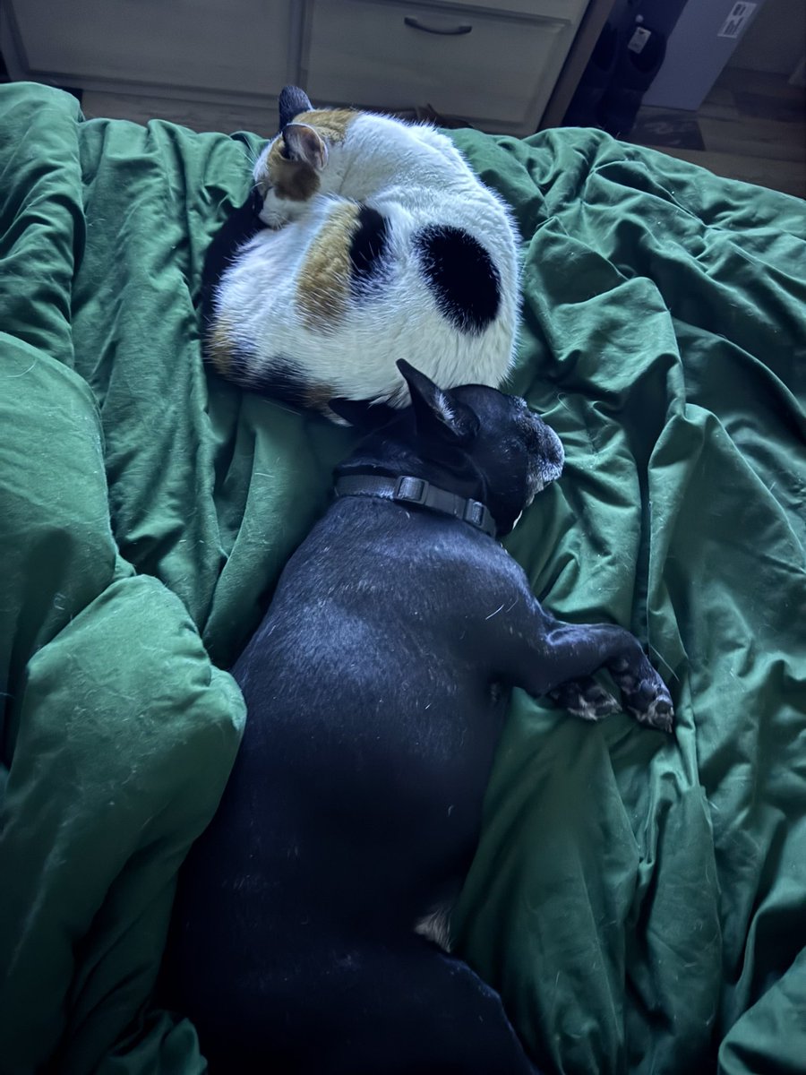 Teaqqs's tweet photo. I had to put him to sleep. I don’t even know what i do now. No dog happy and excited to see me come home. Life feels empty right now. What did i do to deserve this? He was only 7. Rest in peace Jett. I love you. https://t.co/wsygkwzbeD