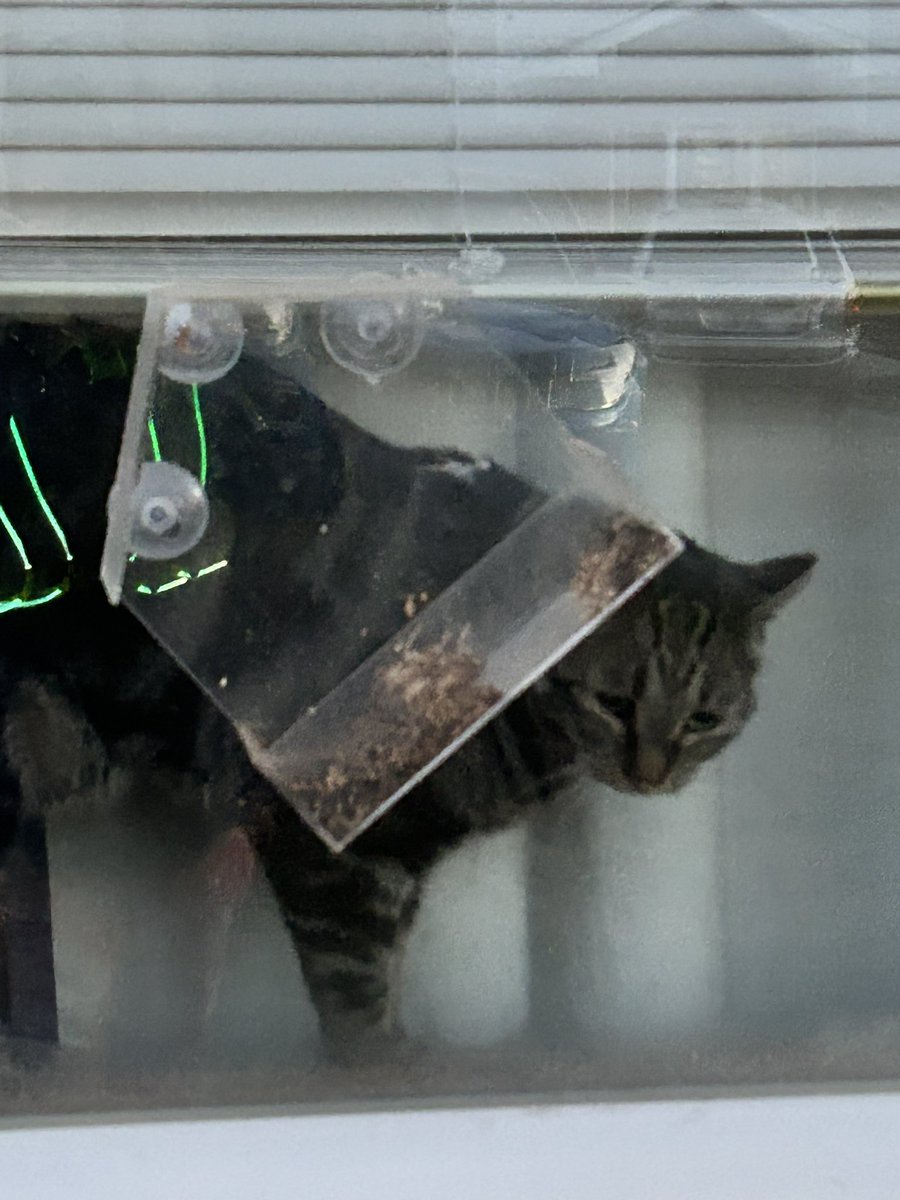 SaMindy4's tweet image. Got home from my run to discover that Echo had been watching for my return #RunChat I got a wonderful 3.5 in this chilly morning.