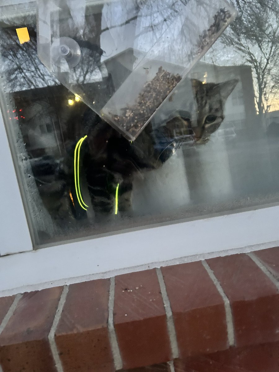 SaMindy4's tweet image. Got home from my run to discover that Echo had been watching for my return #RunChat I got a wonderful 3.5 in this chilly morning.