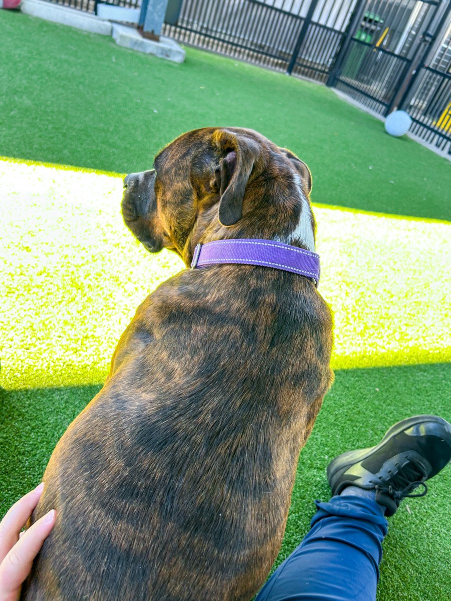 💔 Meet Izzy | 4-yrs-old | 67 lbs. | She’s shutting down here and needs a loving home now. 💔 We are open 12-6 p.m. today. Please consider adopting or fostering her today. She needs joy, warmth, &amp; a family of her own. 
#wacotx #petcirclewaco #offthecircle #adoptdontshop