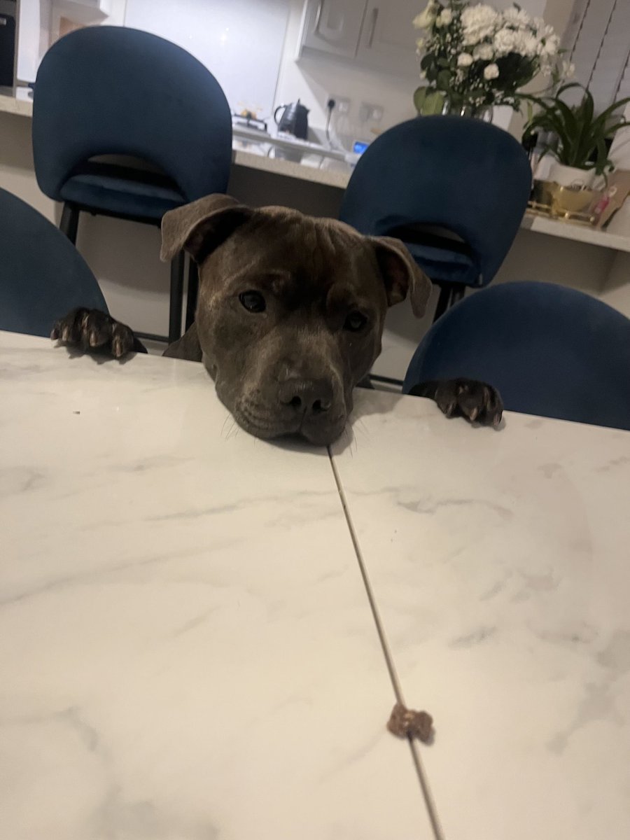 annmarielawson1's tweet photo. Oh Dexter, you melt my heart, I love how much you love me ๐ #Granddog - yes Granddogs are a thing! Fight me! ๐ https://t.co/GDvcWn84ls