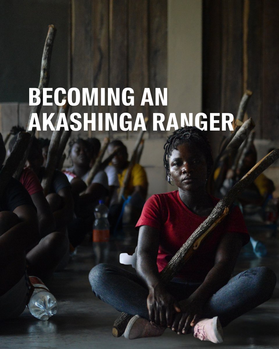 weareakashinga's tweet photo. By recruiting local women from the communities where we operate, Akashinga ensures conservation is led by those who know the land best. Their connection turns protection into purpose - and conservation into community.
#Akashinga #WomenInConservation https://t.co/5HmT4QkI2u