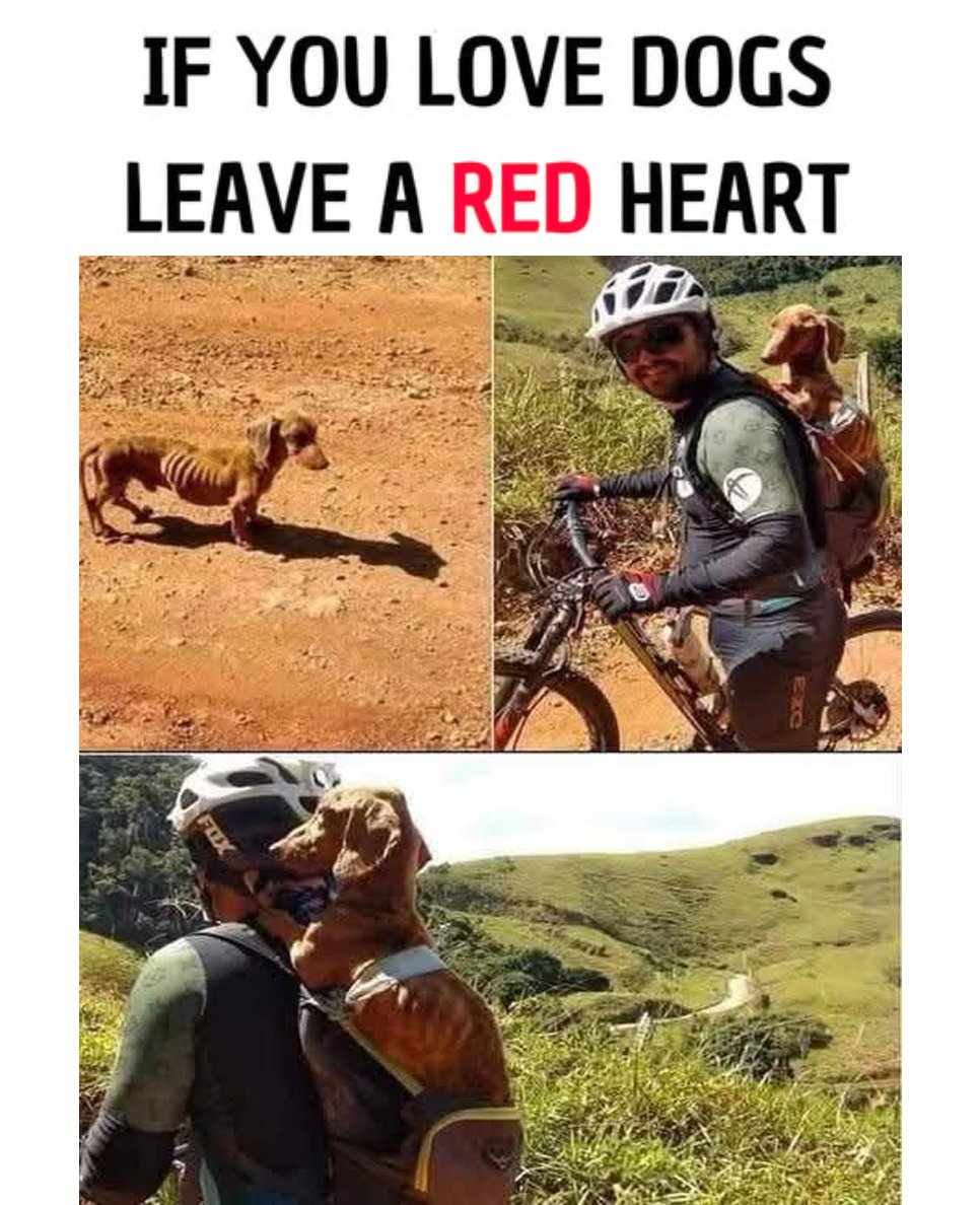 The Dalbo Dog (@dalbodog) on Twitter photo 