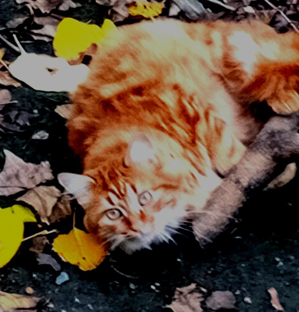 Катерина Галич tweet media