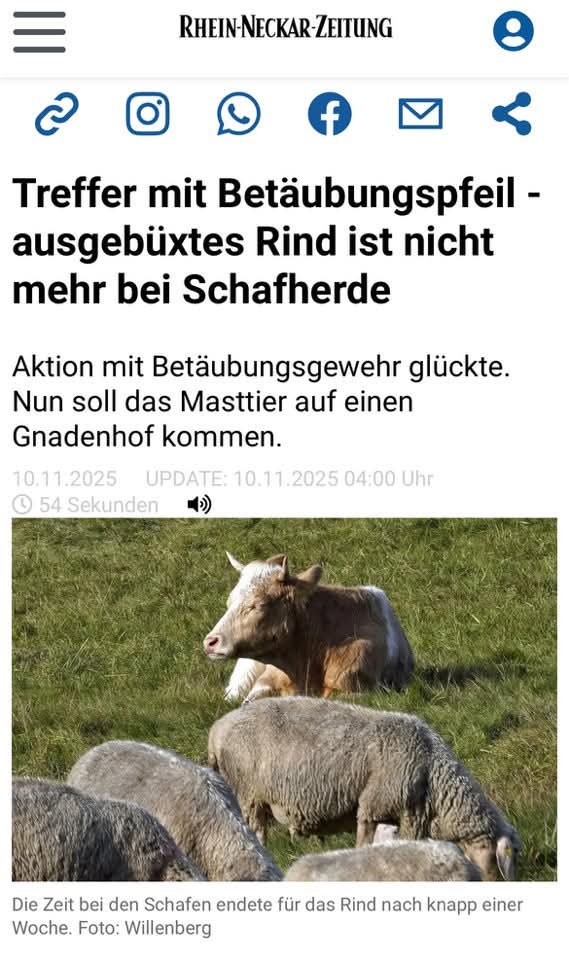 MÜCKE (von Mückenloch) befindet sich gerade auf dem Weg nach Alsfeld! 🙂
Rhein-Neckar-Zeitung: rnz.de/region/rhein-n…
Aber auch wenn Mücke nun auf dem Weg nach Alsfeld ist, benötigt sie noch Spenden und Patenschaften...
betterplace.org/de/projects/16…