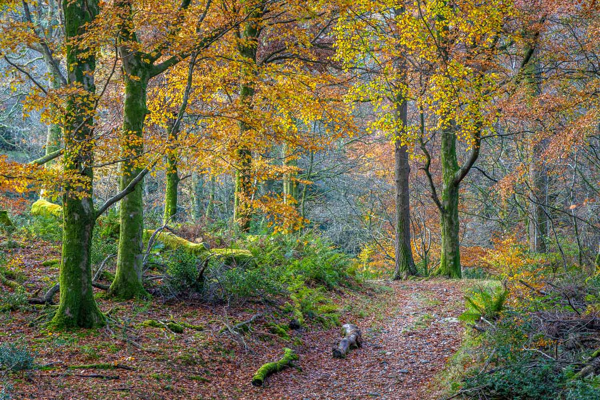 andrewswalks's tweet image. 4 more from my recent walk to Holme Wood and Loweswater, now on my site here:
andrewswalks.co.uk/holme-wood-6.h…