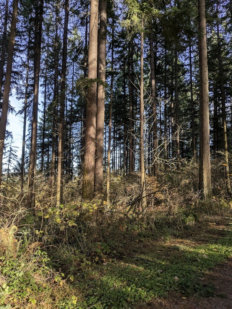 it_unprofession's tweet image. Spent two days in the woods this weekend. No service.

Came back this morning to find out the entire office Wi-Fi went down Saturday afternoon.

Everyone worked from home the rest of the weekend.

My manager called me in today.

&quot;We&apos;ve been talking. Maybe we don&apos;t need someone…