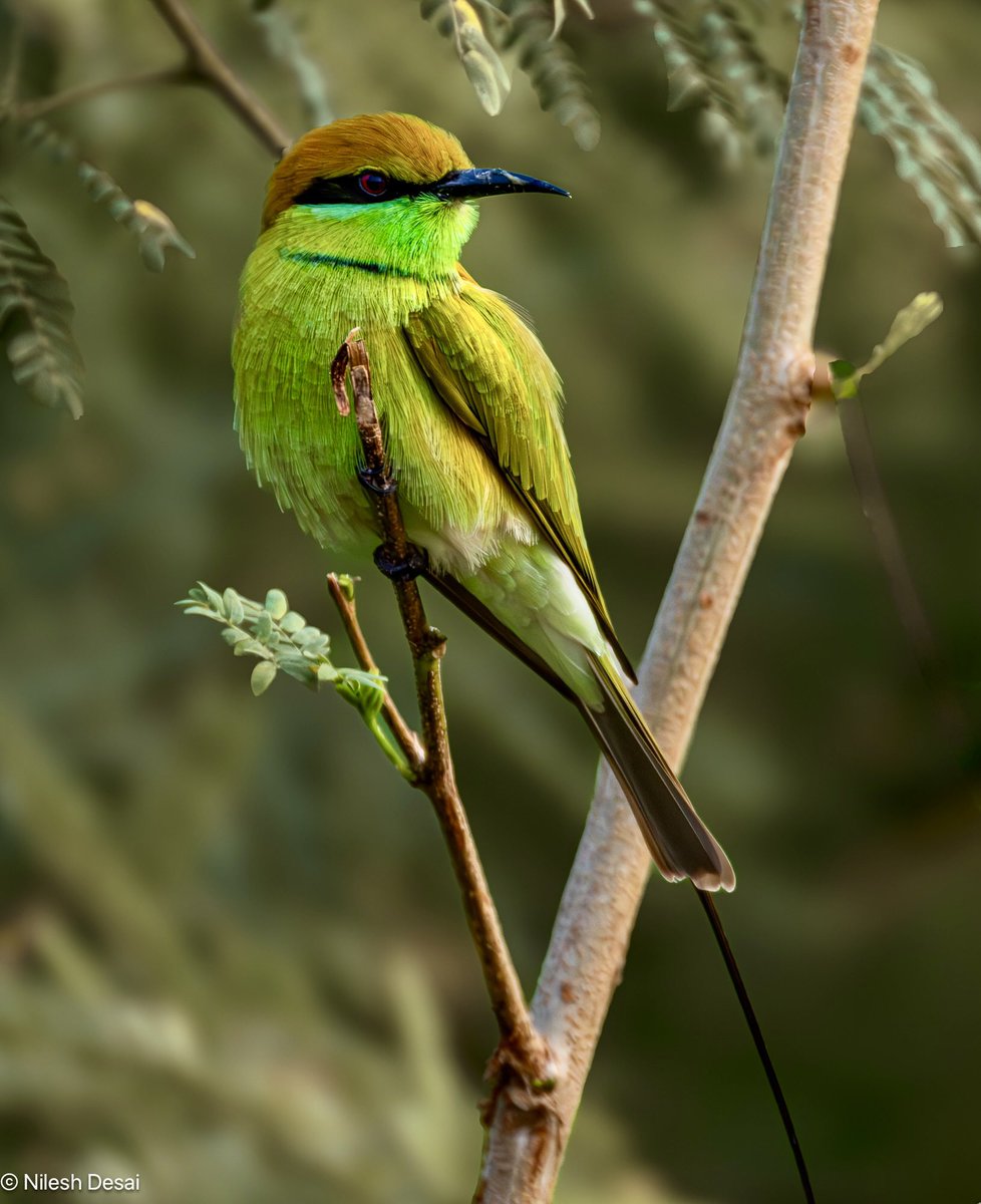 ret2indnri's tweet photo. #IndiAves #birding #NaturePhotography #TwitterNatureCommunity @NatureinFocus1 @SanctuaryAsia #NiFHiveFeature @BNHSIndia #BirdsSeenIn2025 @GujBiodiversity #Mahisagar @birdcountindia @Canon_India
Green bee eater https://t.co/QdcoWvKIf7