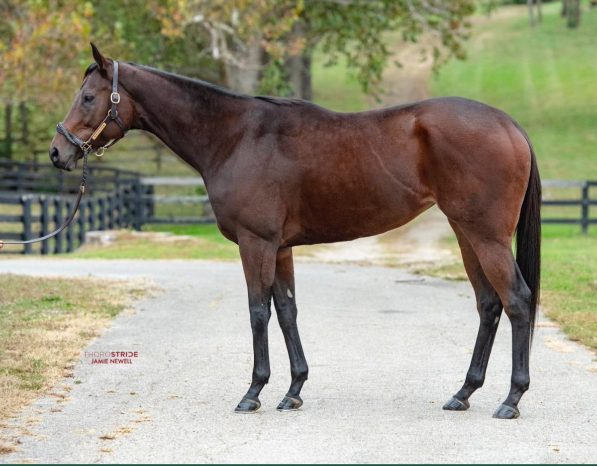 Welcome home, ladies! 💪
Three new powerhouse mares just joined the band:

⭐ CANDIED – One of only two G1-winning 2YO fillies by Candy Ride (ARG.) She’s hit the board in 11 out of 12 starts, with highlights including 3rd in both the Breeders’ Cup Juvenile Fillies and Distaff.
⭐