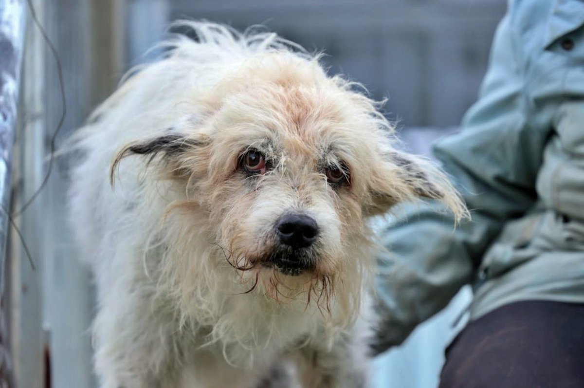 #Madrid
Tiene 15 años y medio. No ve. Apenas oye. Pero cuando te siente cerca, te lo hace saber con suaves toquecitos.

#ZENITH no recibió los cuidados y atenciones que merecía y necesitaba. Llegó al centro descuidado, temeroso, sin saber lo que era el mundo más allá de una