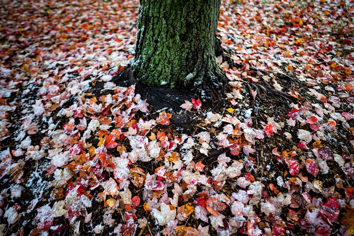 Andrew Dolph tweet media