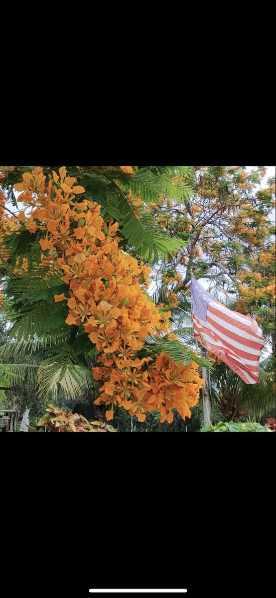 TFTSMiami's tweet photo. Join us TONIGHT for a Celebration of Life for Jesse Durko, a true pioneer &amp; beloved figure in South Florida's plant community. - https://t.co/mGZ0NSFgb2 https://t.co/qA9R2dak9c
