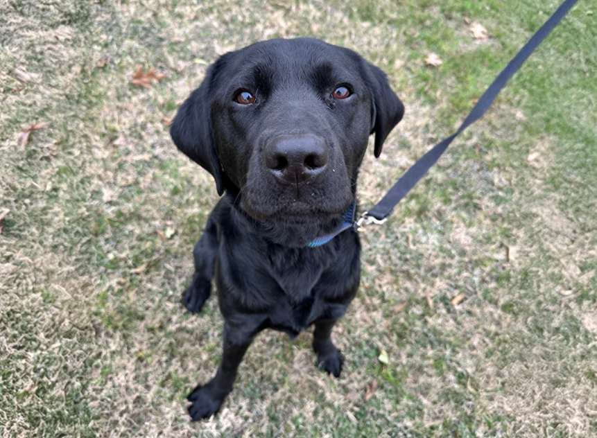 MarathonPetroCo's tweet photo. We’re thrilled to celebrate Miles, who has officially graduated from training with Guide Dogs of Texas! 🎓

He is now helping Mariah navigate new places with confidence and independence. Their partnership is a testament to the life-changing impact of guide dogs. 🐕‍🦺

MPC has sponsored two puppies, Miles and Volt, with Guide Dogs of Texas in their journey to become guide dogs for those who are visually impaired. 

Here’s to new adventures and milestones ahead! 💛

#GuideDogsofTexas #MPCgives #MarathonPetroleum