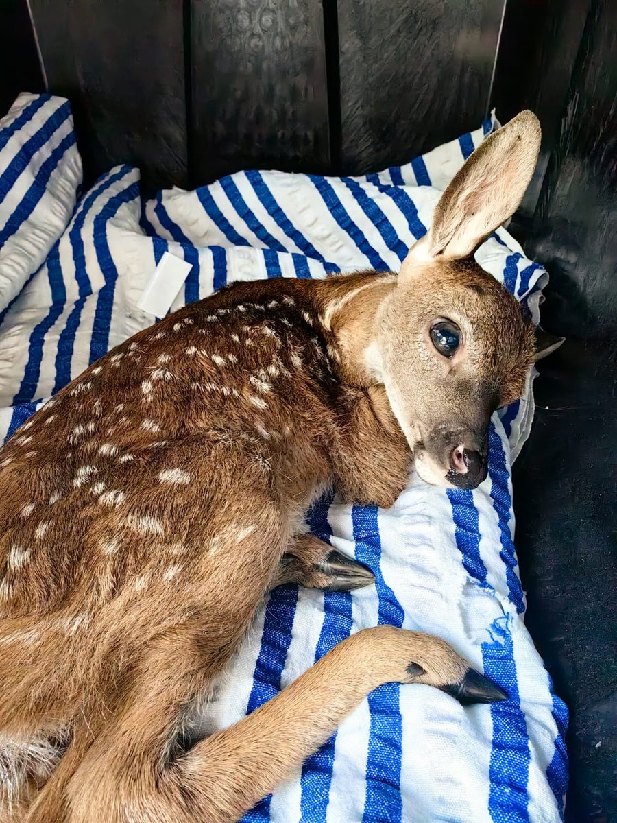 En #Colima, recibimos una cría de venado cola blanca (Odocoileus virginianus) de aproximadamente tres meses de edad, que fue entregada de manera voluntaria por personas que avistaron al ejemplar cuando se desbarrancó y se golpeó.
La cría fue llevada a una UMA para su cuidado y