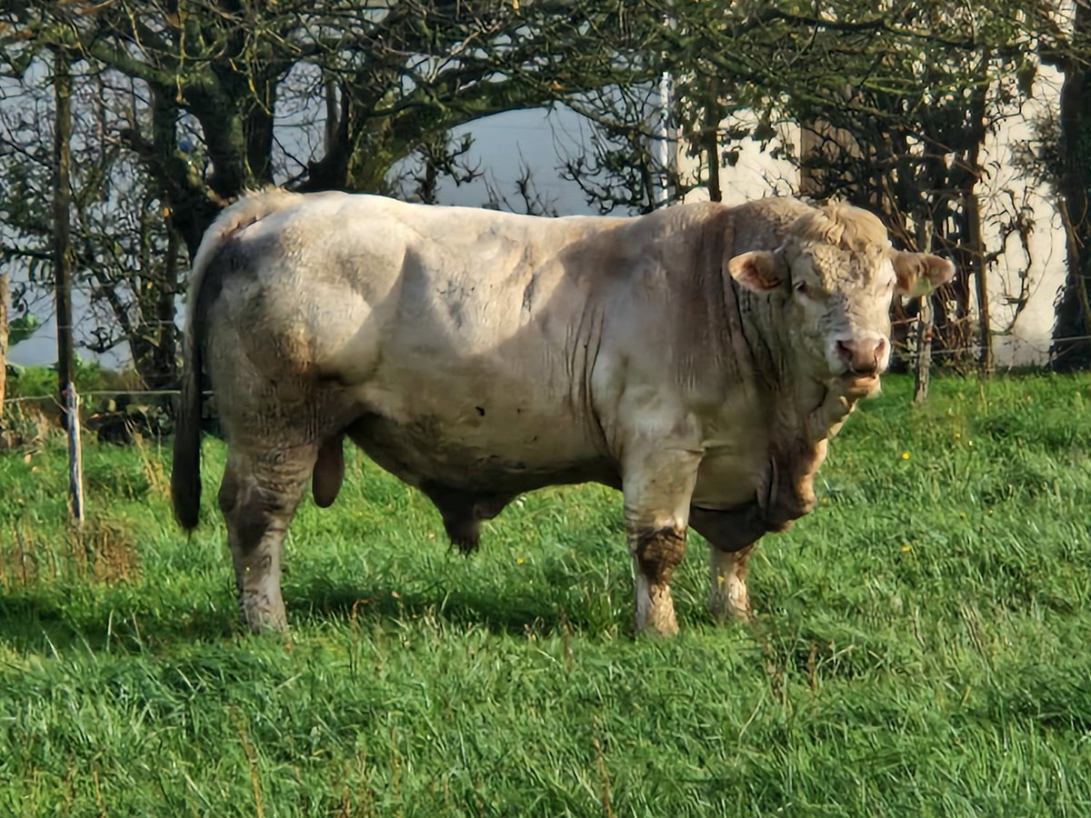 4 ans aujourd'hui pour mon Scorpion, au repos pour le moment mais prêt à faire feu si besoin 
#ceuxquifontlaviande