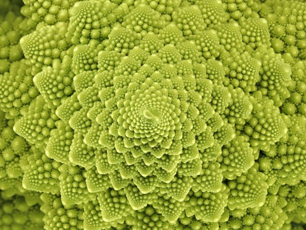 charliesinsight's tweet image. Fractals are the geometry of #ComplexSystems found in the universe at any scale.
“The brain is organized in hierarchies of oscillations, each nesting within another, coordinating neuronal assemblies at multiple scales.”
— Buzsáki, The Brain from Inside Out (2019