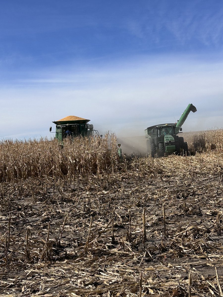 Harvesting our 17 hybrid irrigated plot at Grant. ⁦<a href="/FVCoop/">FrenchmanValleyCoop</a>⁩ ⁦<a href="/FVC_LukeK/">FVC LK</a>⁩