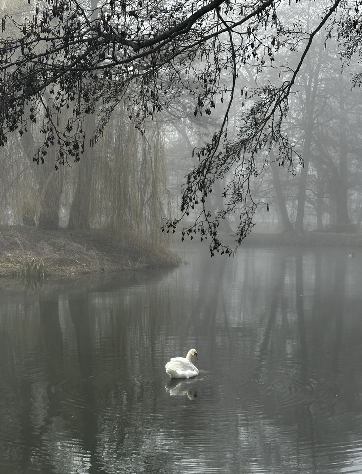 elemmiressoul's tweet photo. 𝑙𝑎𝑘𝑒 𝑜𝑓 𝑠𝑤𝑎𝑛𝑠.🦢 https://t.co/xXG6KXBWoA