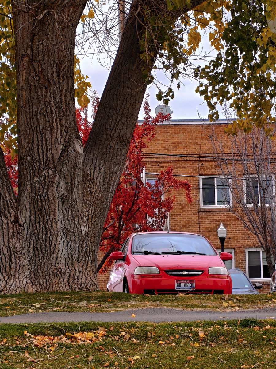 fahim_al_mahmud's tweet image. Last glimpse of Fall 🍂 

Shot on OnePlus 13 powered by @Snapdragon 📸

#NatureNovember #ShotOnSnapdragon #ShotOnOnePlus