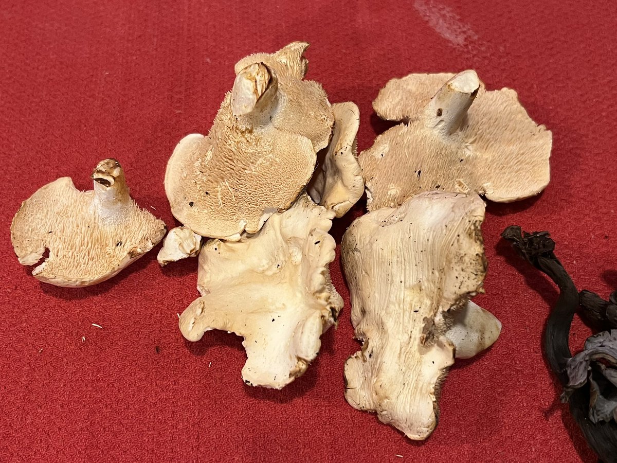 Hier après-midi notre super copain Landry, pour fêter mon retour au moulin, avait apporté cette récolte de trompettes de la mort et de pieds de mouton, que je me suis empressé de cuisiner hier soir pour le dîner d’aujourd’hui 🥹
Paul va se régaler ☺️