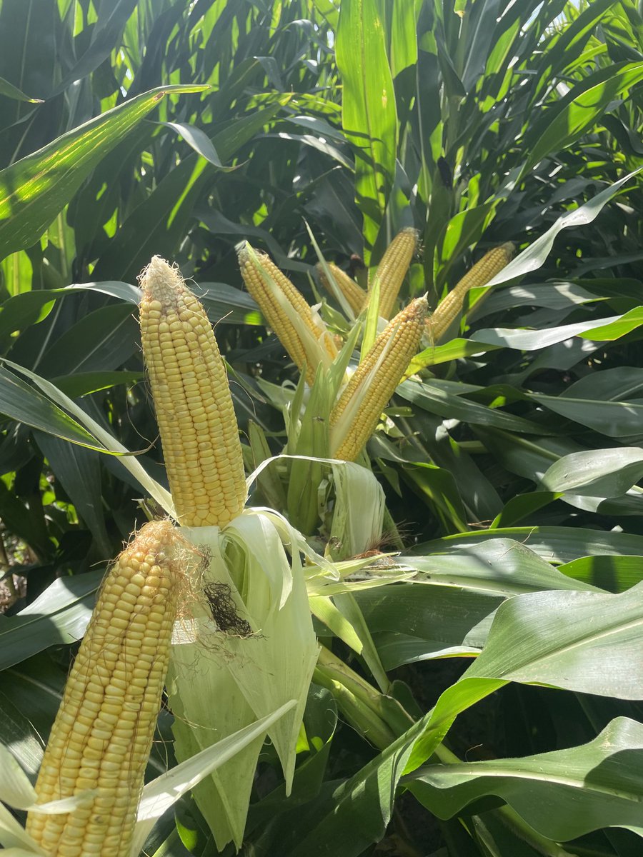 johnmcr01's tweet photo. Picture from warmer days. 0035Q looking good. #yieldheroeast Roslin Cattle Co ⁦@PioneerSeedsCA⁩ https://t.co/pCcPcJ2Z1N