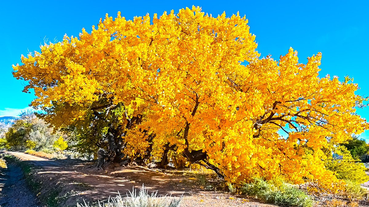 objetsdot's tweet image. The value of a single tree...
Share yours!