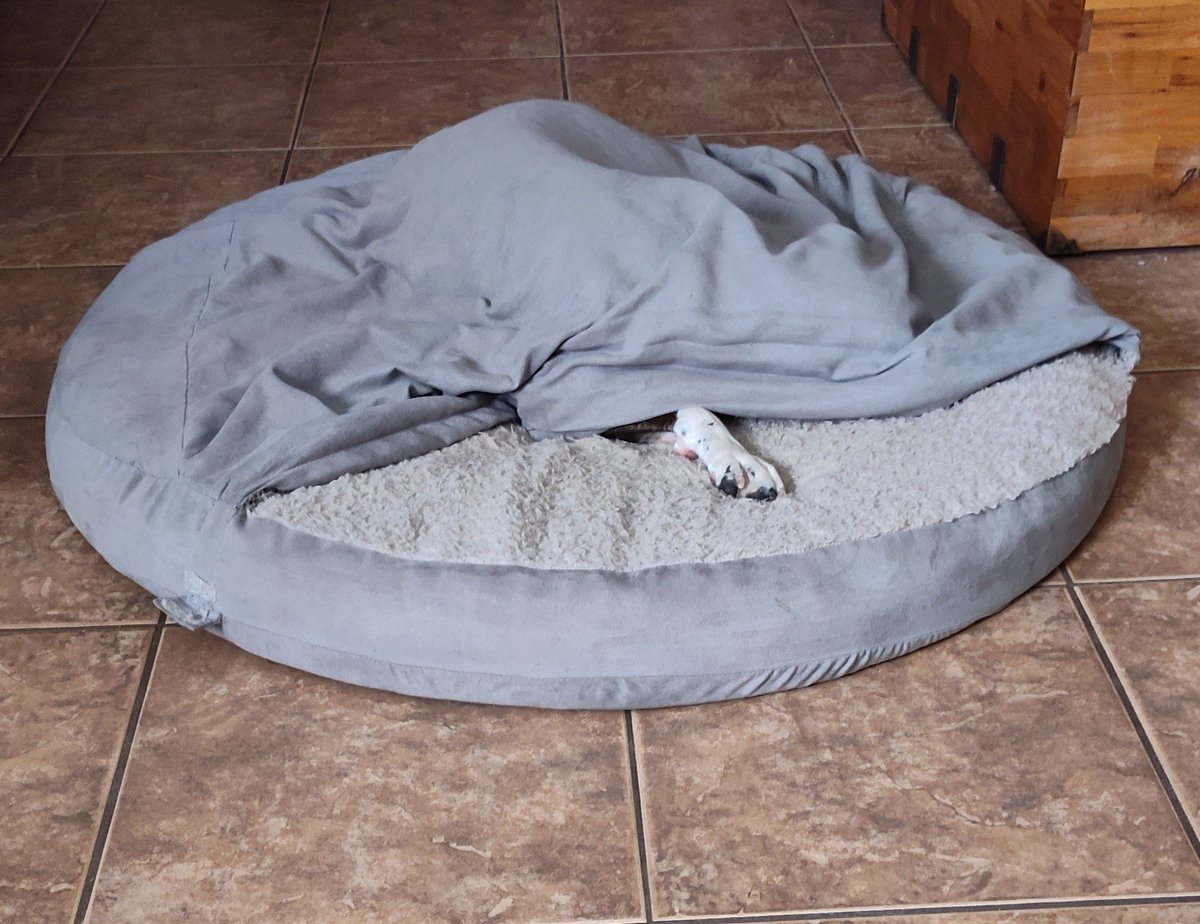 Nellie shared lunch with me today and then this happened. She didn't say thank you or anything 🤣