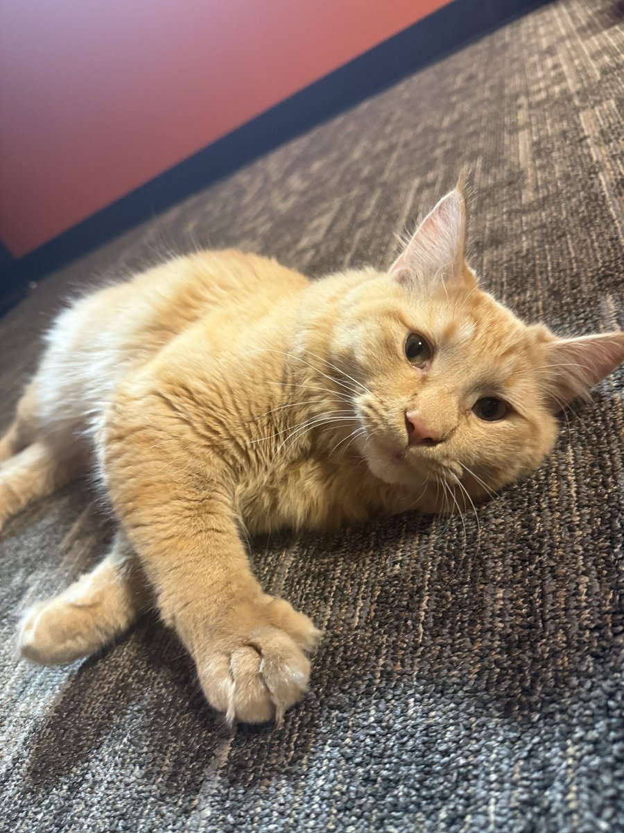 JR Motorsports tweet media