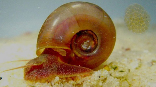 DefecatingB's tweet photo. A tilápia é um predador muito eficiente dos caramujos do gênero Biomphalaria, hospedeiros  intermediários do Schistosoma mansoni, causador da esquistossomose, doença típica de países subdesenvolvidos. Esta foi uma das razões da introdução deste peixe no Brasil.