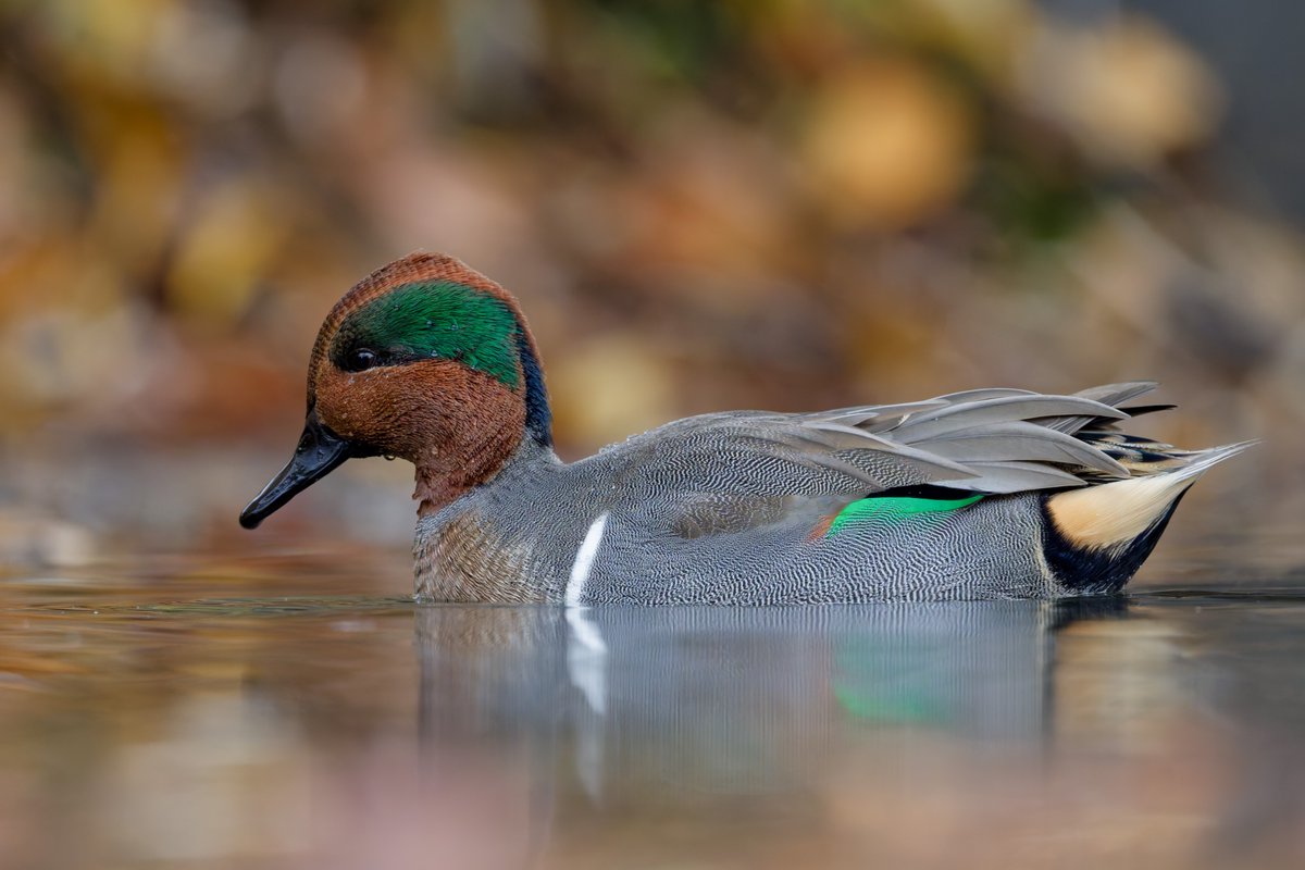 hubbnyc's tweet photo. Green-winged Teal drake (1 of 2) on the Central Park Pool today
#greenwingedteal #birdcpp #birdphotography #nikonphotography #fallmigration https://t.co/oe53vNcip0