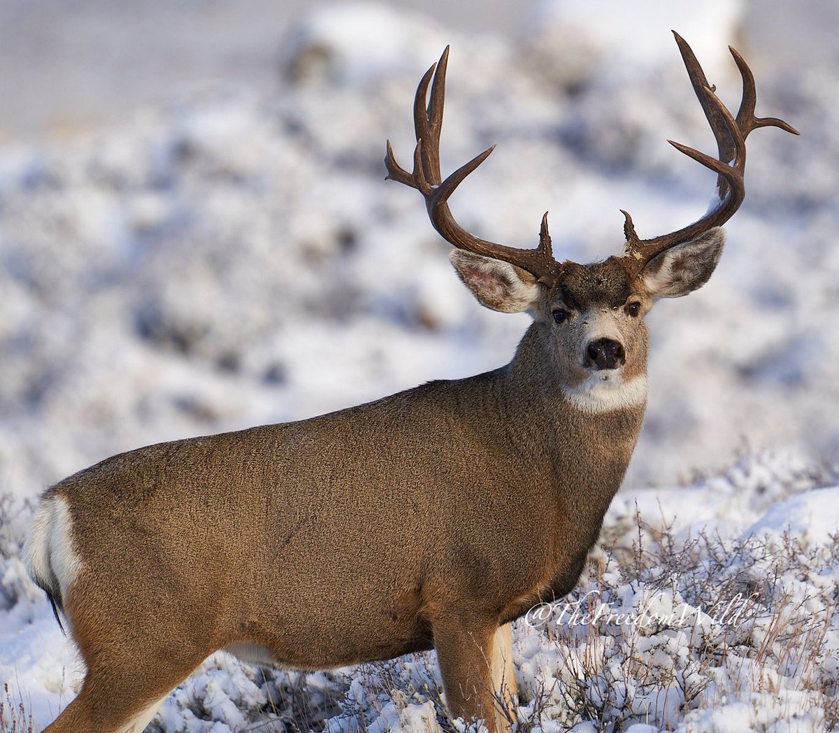 Make my own opportunities. #wildlifephotography 📷 🦌 👀
