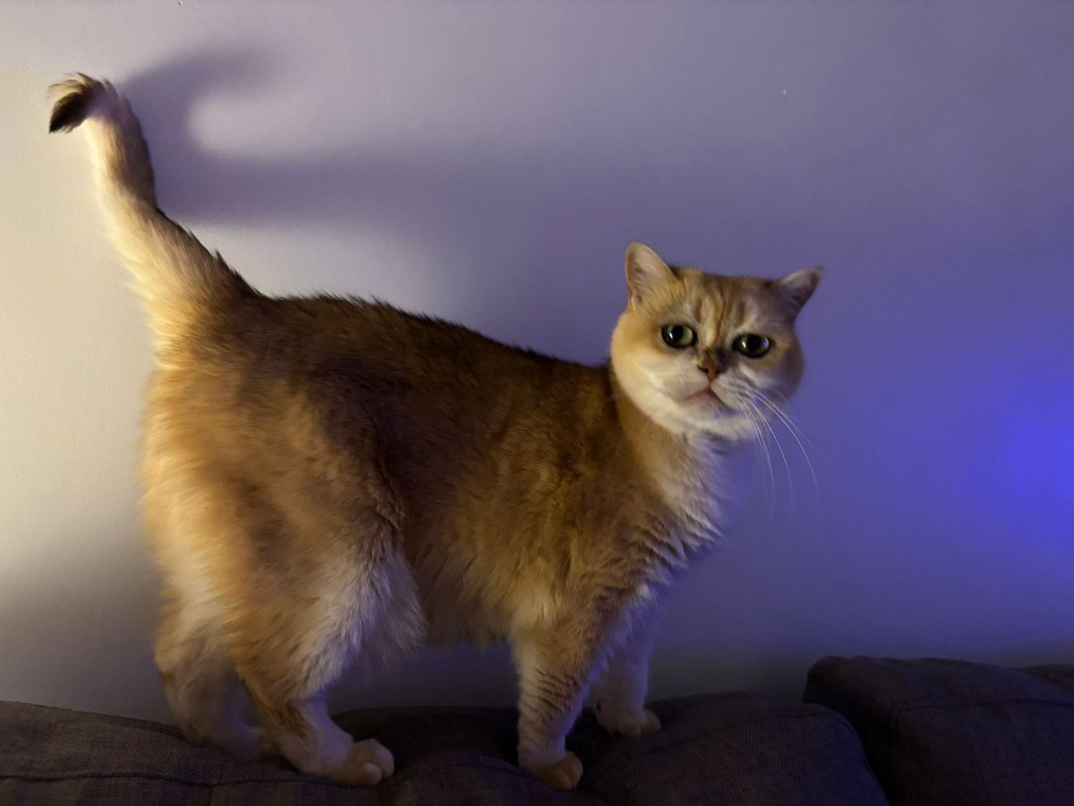 mimybug's tweet image. the me (mima) hearde russling of a treet packit ime think