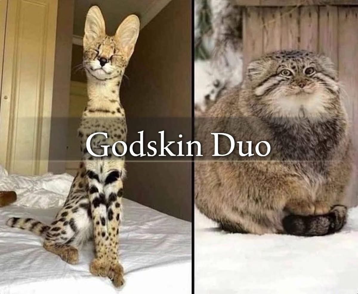 The Bingus Man tweet media