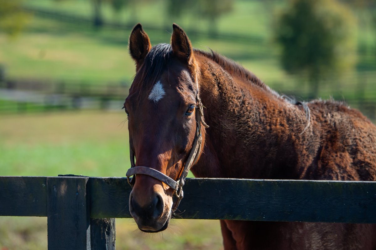 Oldfriendsfarm's tweet image. As we wrap up the year, October saw 1,750 visit us from 36 states, Washington D.C., Puerto Rico, and Canada, Puerto Rico. Thank you to everyone who has come by to see our horses this year!

📸 @PyroisMedia