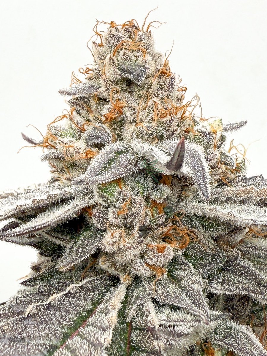 ThePlantStable's tweet photo. MO OG #1 is straight ⛽️
(Larry OG x OGers Kush)
Created & Cultivated by Yours Truly
#ogkush #og #plants #ogers #flower #kush #cannabisculture https://t.co/BGBtjthCW2