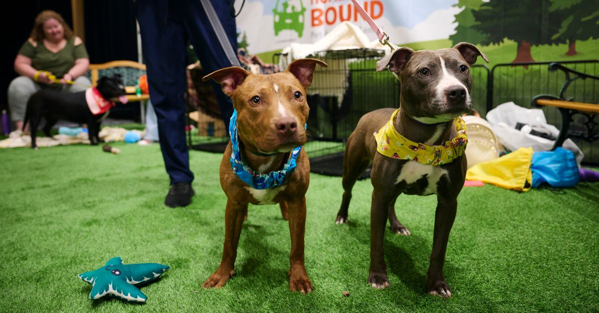 MJunpacked's tweet image. Steal the spotlight — and a few hearts — in the Puppy Zone. 🐾

At #MJU26AC, pair your brand with feel-good moments that drive real engagement with buyers, retailers, and decision-makers.

Explore sponsorship opportunities that drive real ROI at mjunpacked.com/contact-us/