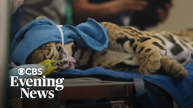 Dillerdiller's tweet photo. Proud to be part of a company where our technology doesn’t just save lives — it helps scientists understand them. From jaguars to anteaters, our technology is helping conservationists track stress and survival in wild animals. #MedtronicEmployee https://t.co/YgFwD4n4ki https://t.co/mRx43VrRp9