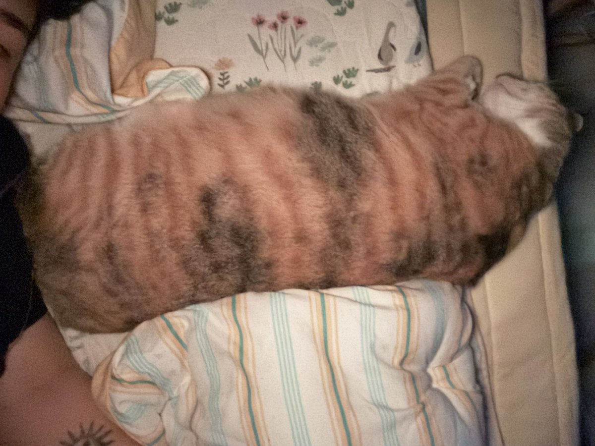 어쩐일로 내 옆에서 🥹
근데 왜 가로로 주무시는지.....