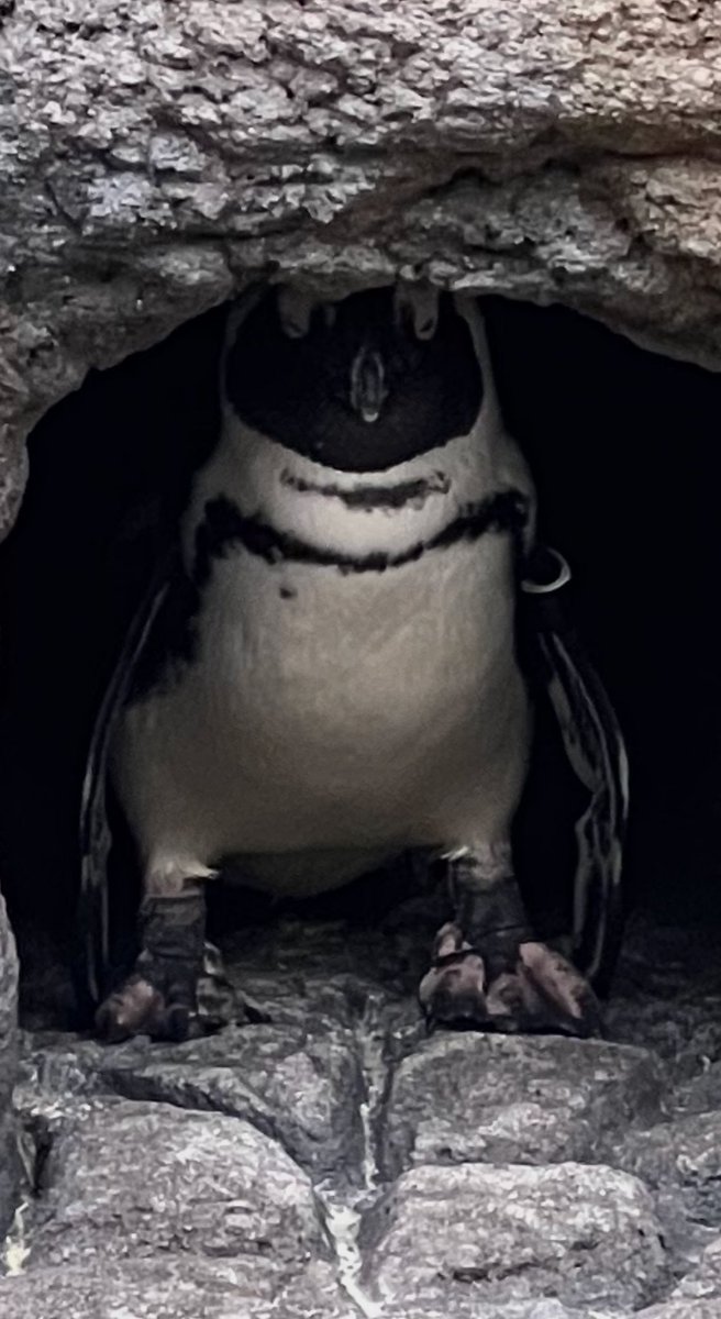 Was told by an aquarium employee that this penguin had the “dubious gift of prophecy”