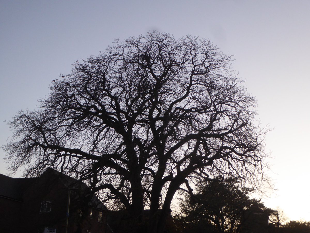 littlemore20's tweet image. The value of a single tree