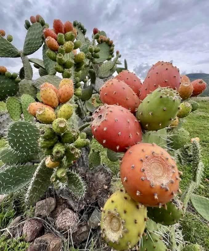 cantujesus's tweet photo. Al nopal nomás lo van a ver cuando tiene tunas. https://t.co/hh4nIvKEF4