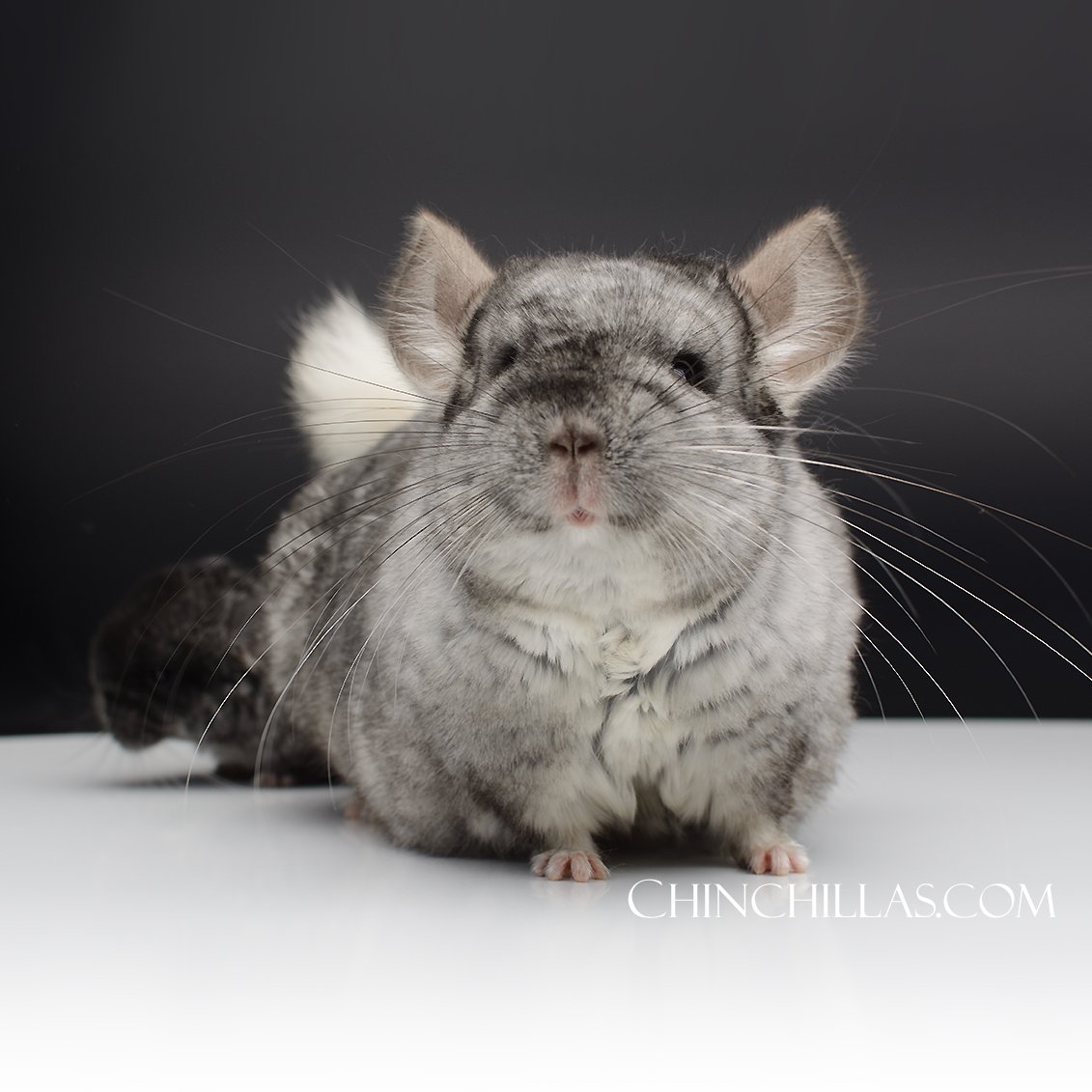 Chinchillas.com tweet media