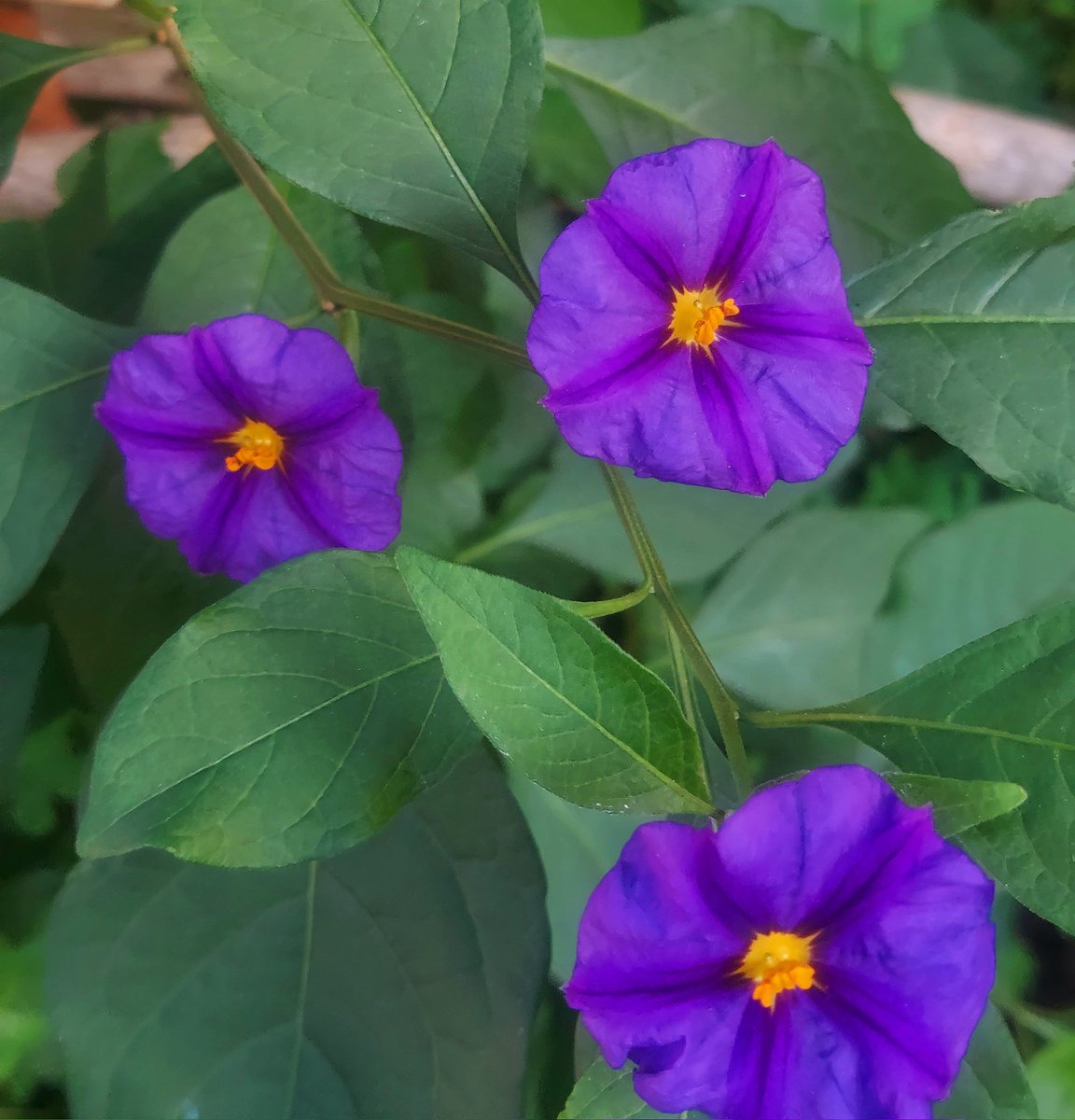 Maria Lea tweet media