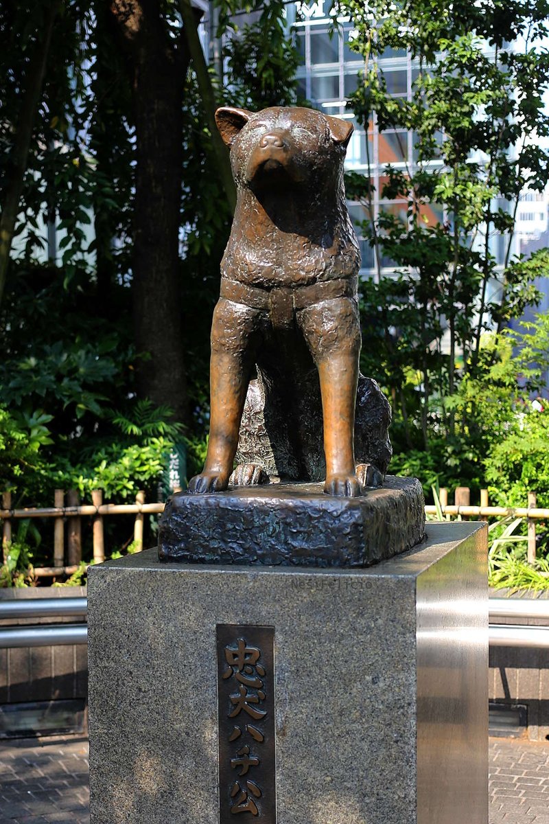 Hachiko tweet media