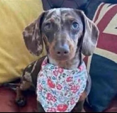 MissingPetsGB's tweet image. 🐕🧨 FRANKIE #missing Oxcroft Bank #Spalding #Cambridgeshire #PE12

FRANKIE ran out of the door 8 November 2025 when scared by #fireworks
No sightings so far from searches.

She’s only small, she must be terrified.

DO NOT CHASE IF SEEN!! CALL ASAP
